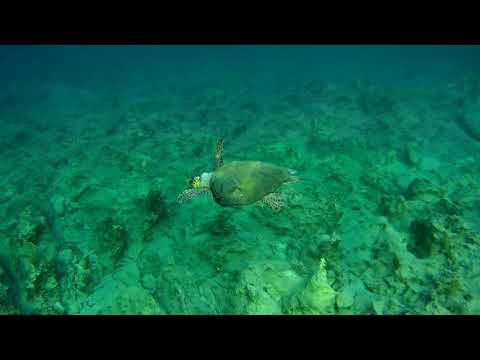 Sea turtle in greek waters  taken with Apeman 4K sports action camera 