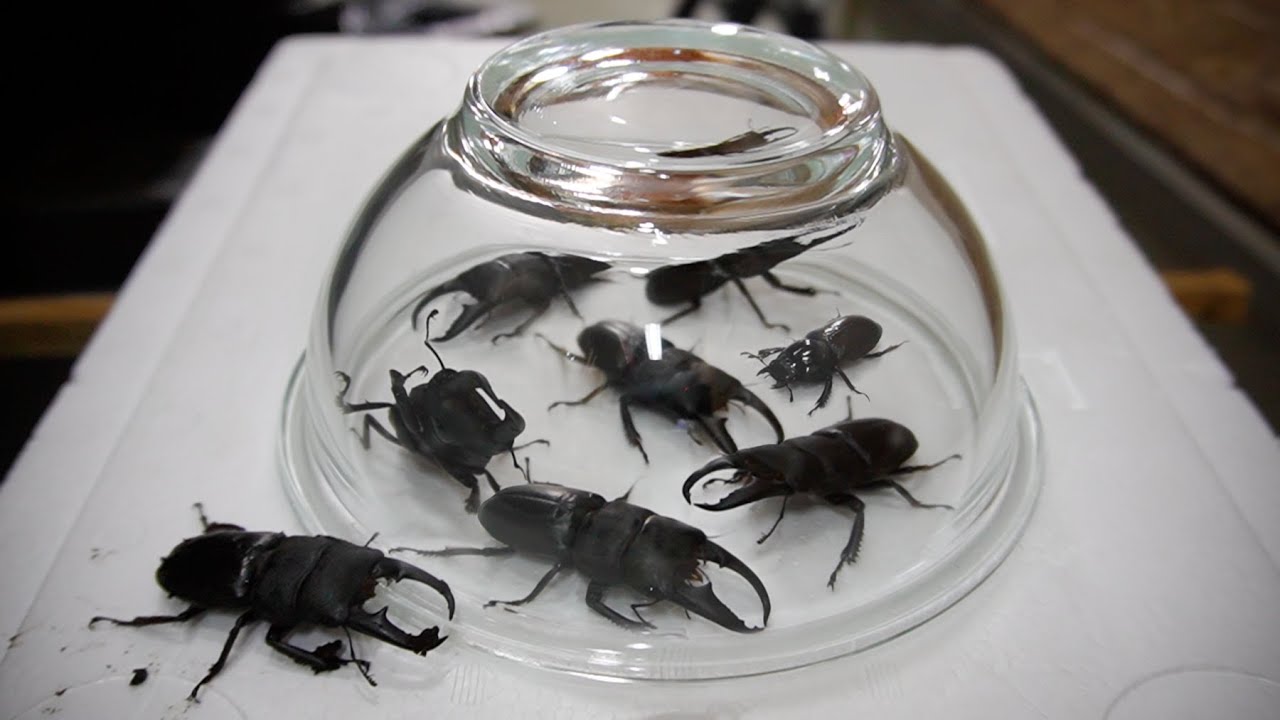 バケモノの子が大量に生まれてきた