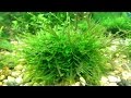 Яванский мох Выращиваем поляну на синтепоне Java moss Grown meadow on sintepon