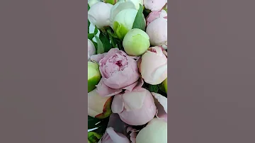 Букет из 101 пиона