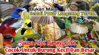 SUARA PIKAT BURUNG RIBUT TERBARU,‼️ UNTUK SEMUA JENIS BURUNG KECIL DAN BESAR, AMPUH..