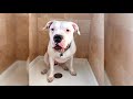 Dogo argentino. Pros y contras, precio, Cómo elegir, hechos, cuidado, historia