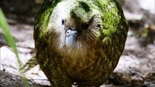 Kakapo: Flightless Parrot | Benedict Cumberbatch | BBC Earth