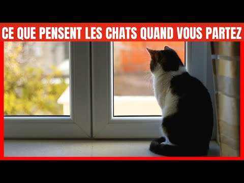 Vidéo: Entraîner votre chat? Comment le garder motivé