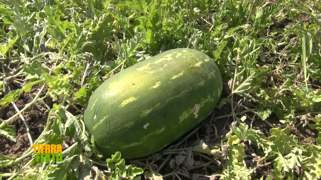 World's Most Expensive Watermelon, Growing watermelon hanging hammock on the bed for sweet fruit