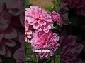 Top Most Beautiful Bright Blooming Plants (The rarest plant channel)