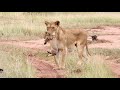 Trubute to Kupona the Lion Cub | The Virtual Safari Highlights