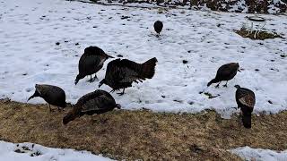 Our Feathered Friends Came To Visit Us Again.... by Fishing Buddy *PH*🇵🇭 87 views 2 months ago 1 minute, 5 seconds