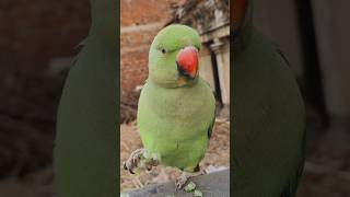 #mummy ek gilas pani de do #funny #funnyanimal #funnyparrot #talkingparot #viralvideo #viralreels...
