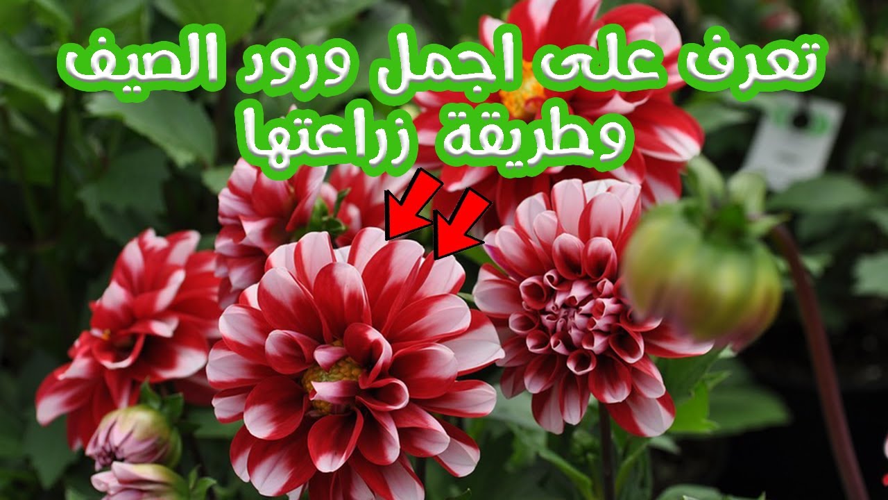 زراعة الابصال الصيفية (أجمل ورود الصيف ) ونصائح للعناية فيها