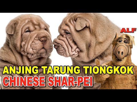 Video: Cara Memelihara Anak Anjing Shar Pei