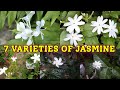 7 varieties of jasmine