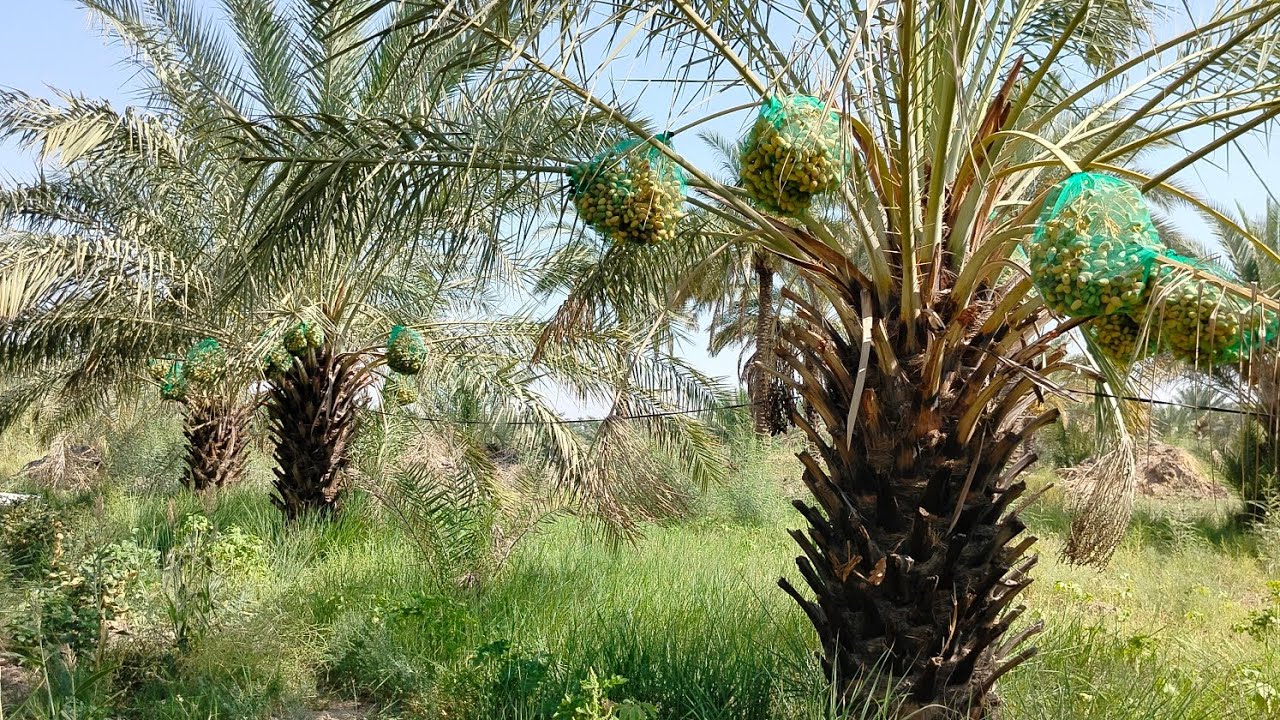 طريقه تكريب نخله سلطانيه داخل دار