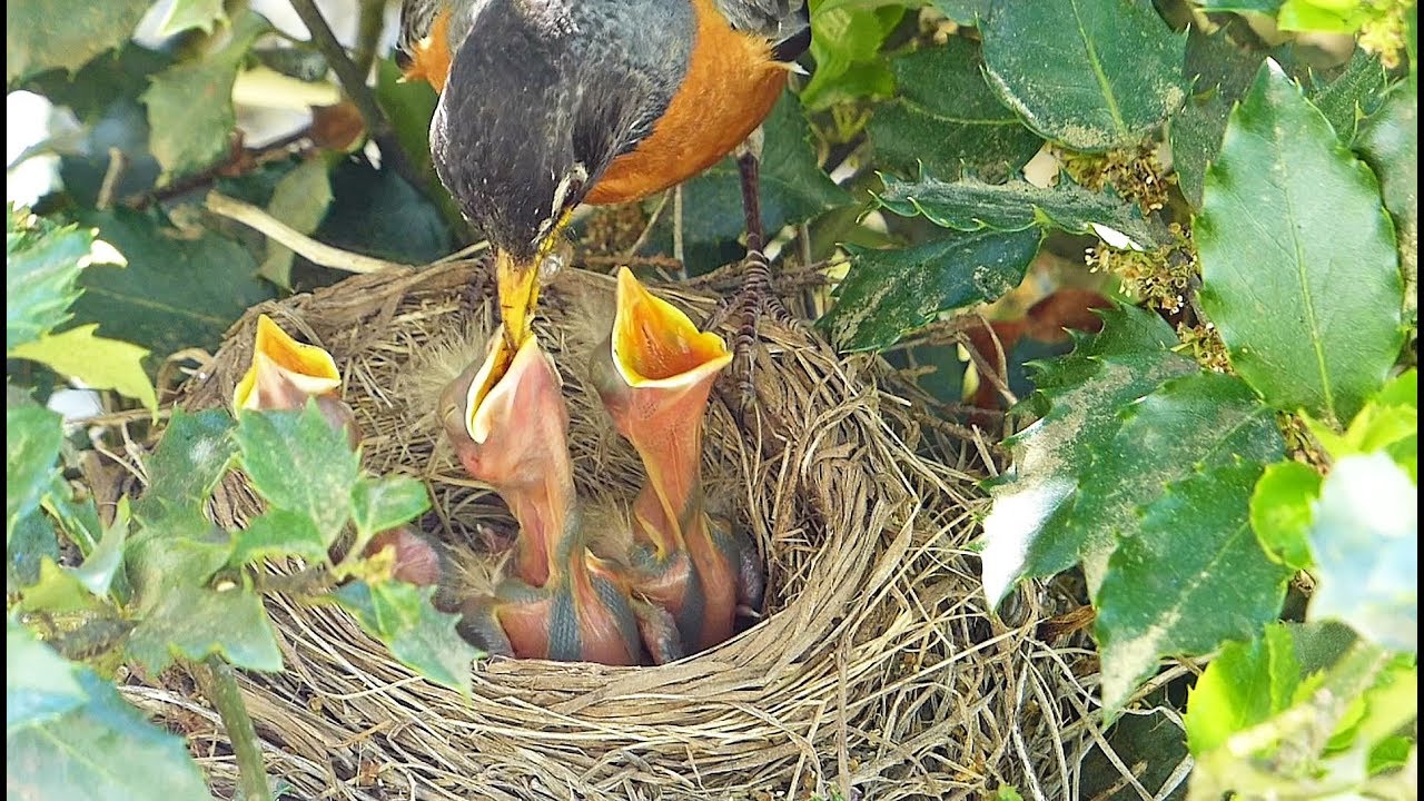 Robins' Nest Feeding Time YouTube