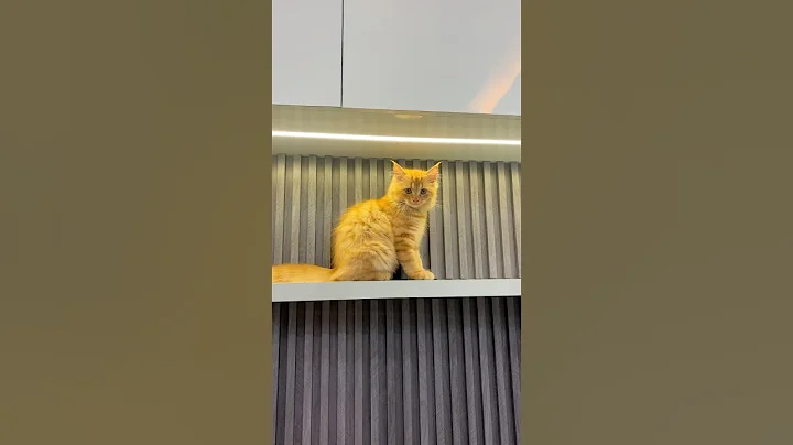 Video 10719301: persiancat persians, cutest persian cat, persiancat cat cute