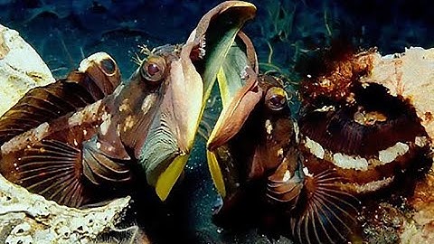 Loài cá trông như hôn nhau lúc giao chiến | Kênh Động vật