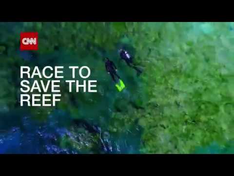 CNN International: "Race to Save the Reef" promo