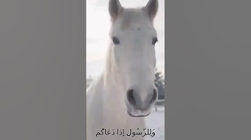 سورة الأنفال و..كانك تسمعها لأ.،و..ل مر.ة 🧡؛،🌸💟؛؛🌻🌷💘..💐بصوت الشيخ حمزة مد بوح 💓.🌸،،🌻💝..💗🏵️🥀