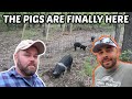 THE TRUTH ABOUT ARMS FAMILY HOMESTEAD ON WHY I'M RAISING HIS PIGS