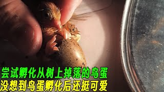 尝试孵化从树上掉落的鸟蛋，没想到鸟蛋孵化后还挺可爱！