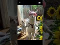 Cat Ai アルパカ 茶トラ 保護猫 