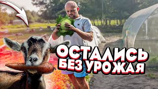 видео: С огородом надо что-то делать ! Мечтаем о рыбалке на крупного сома . Для новой печи почти всё готово картинка: С огородом надо что-то делать ! Мечтаем о рыбалке на крупного сома . Для новой печи почти всё готово