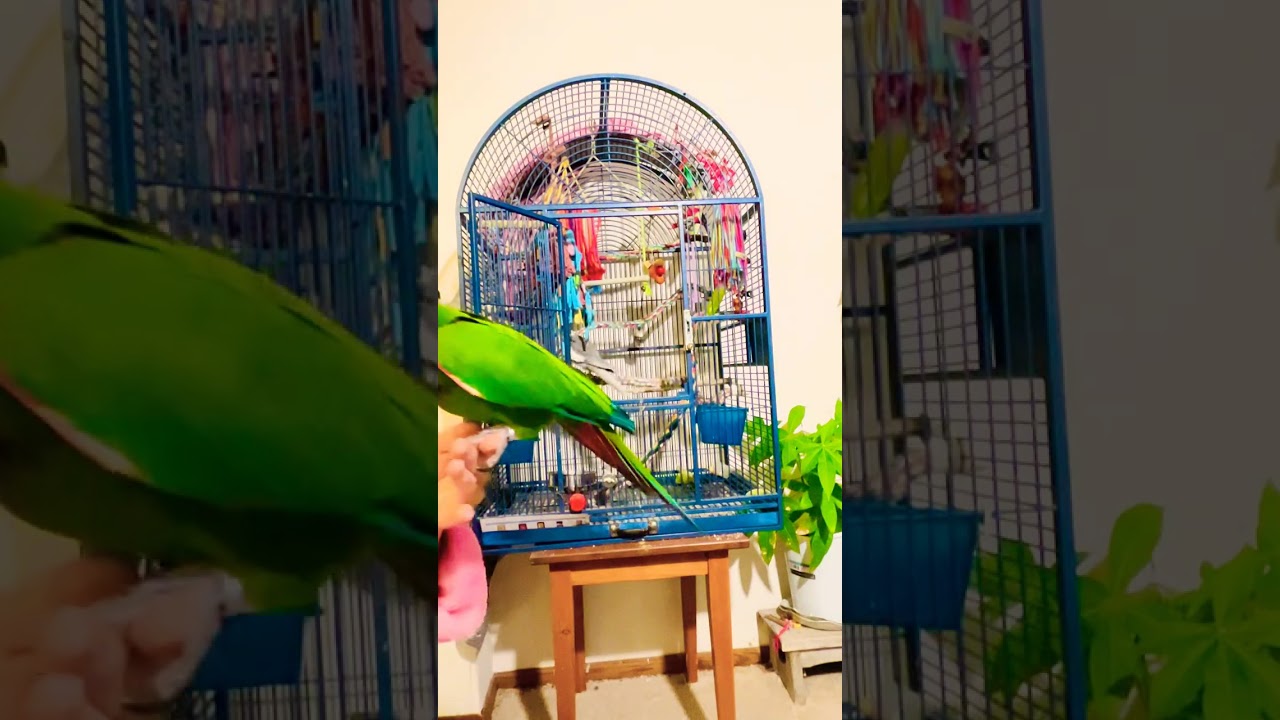 Ben called for his sweet potato.