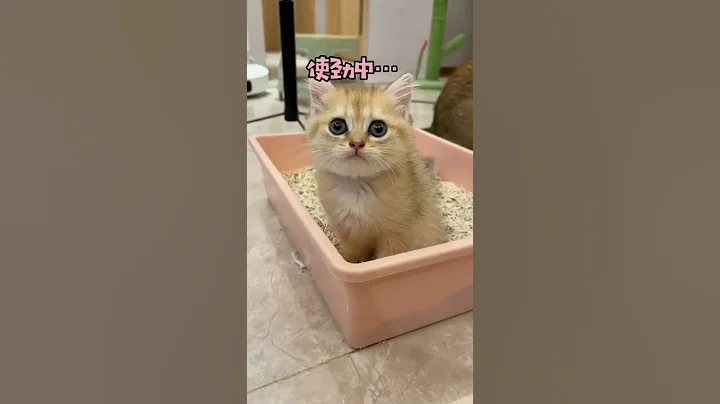 【麻蛋和丑丑】教小奶猫们用猫砂，感觉老三脑子有点不太好使 - 天天要闻