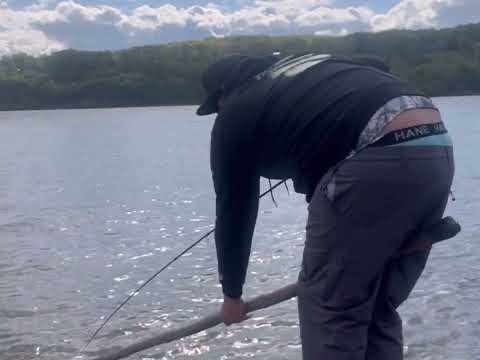 How to catch your own live herring in the Hudson River for striped bass!