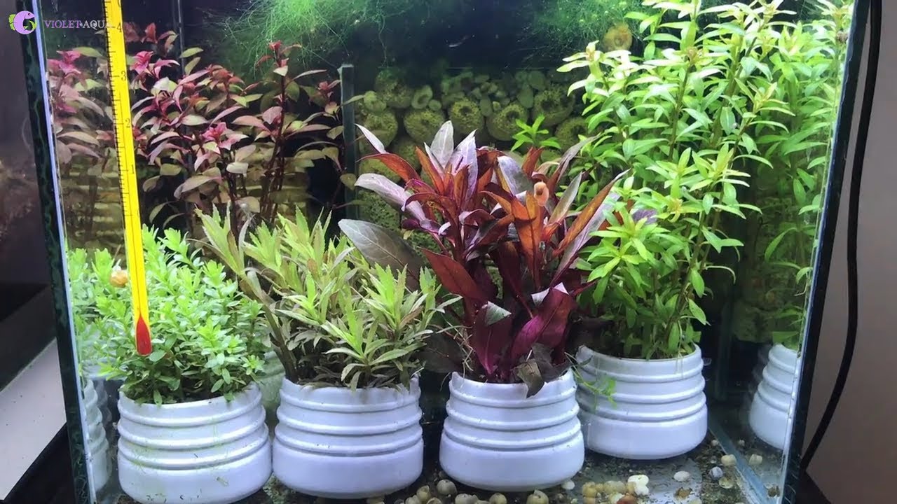 5 Loại cây thủy sinh đẹp dễ kiếm dễ trồng nhất cho bể cá - YouTube