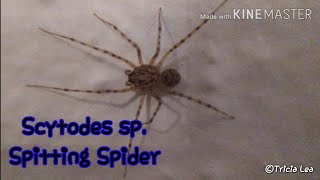 Scytodes thoracica commonly known as the Spitting Spider