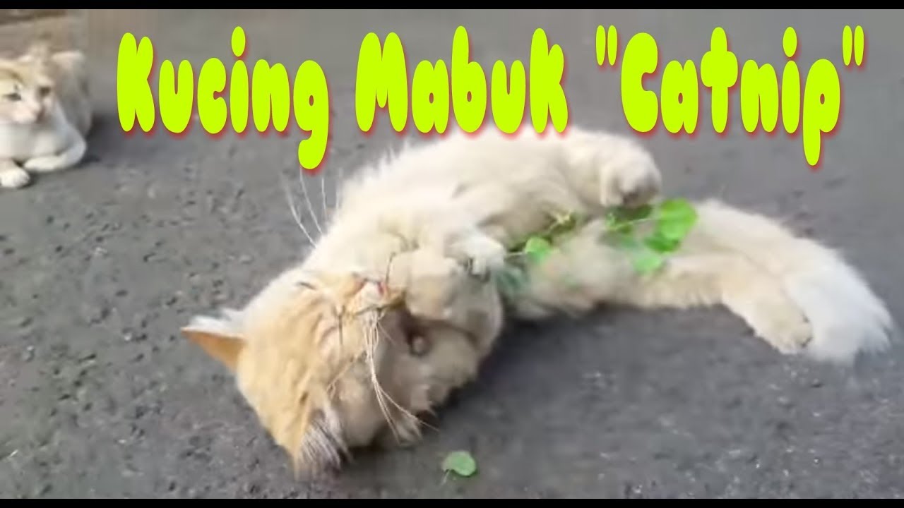 Video Seru Kucing Mabuk Catnip Youtube