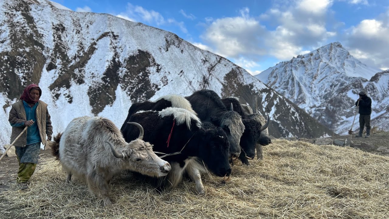 Life of farmer in remote village of Shadai #Zanskar #lehladakh 🐃 🐂 