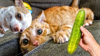 Funniest Cats and Dogs 2024 🐶 You Laugh You Lose 😍  Part 103