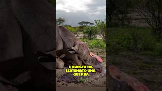 Il Rinoceronte Nero: Il Titano Corazzato 🦏🪖 #shorts