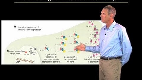 Specificity of mRNA localization - Roy Parker (Boulder/HHMI)