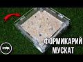 ОБЗОР ФОРМИКАРИЕВ МУСКАТ И ОБСИДИАН // AntKeeper