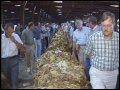 Tobacco Market in Lumberton, NC  1985