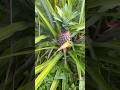 Mini vlogs #shorts #organic #trending #nature #shortsfeeds