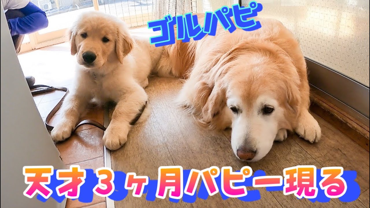 Golden Puppy ゴールデンレトリバー Golden Puppy ゴールデン