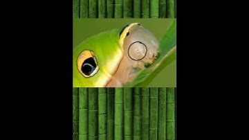 Kinds of Insect Eyes #agriculture #insect