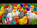 Ayam Lucu, Ayam Warna Warni, Ayam Rainbow Gokil, Kelinci, Kucing Lucu, Bebek, Hewan Lucu