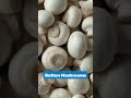 6 Mushrooms You Can Grow at Home