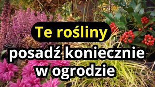 Te Rośliny Warto Mieć W Ogrodzie Jesienią, Zobacz Jak Łatwo Ukorzenić Chryzantemy Do Ogrodu