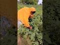 पहाड़ी जीवन 🥰 #gaon #food #khana #khet #farming #farmer #youtubeshorts #shorts #farm #desi #pahadi