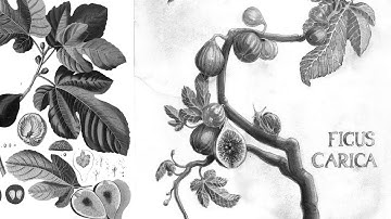 ALMF 13 Pure Catch Issue33 Archlabs Archive AA 32 03 Video 06 Nov 2025