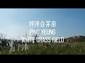 坪洋白茅田 Ping Yeung white grass field