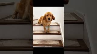 This Guilty Golden Retriever Knows He’s Been Caught 😂🐶