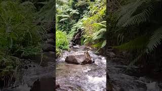 Pure Water Sounds for Deep Sleep 💧