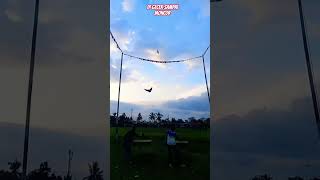MERPATI DI GECEK JAUH #shots #Merpati Losari Rawalo